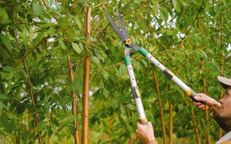 Tree trimming in Gardners, PA